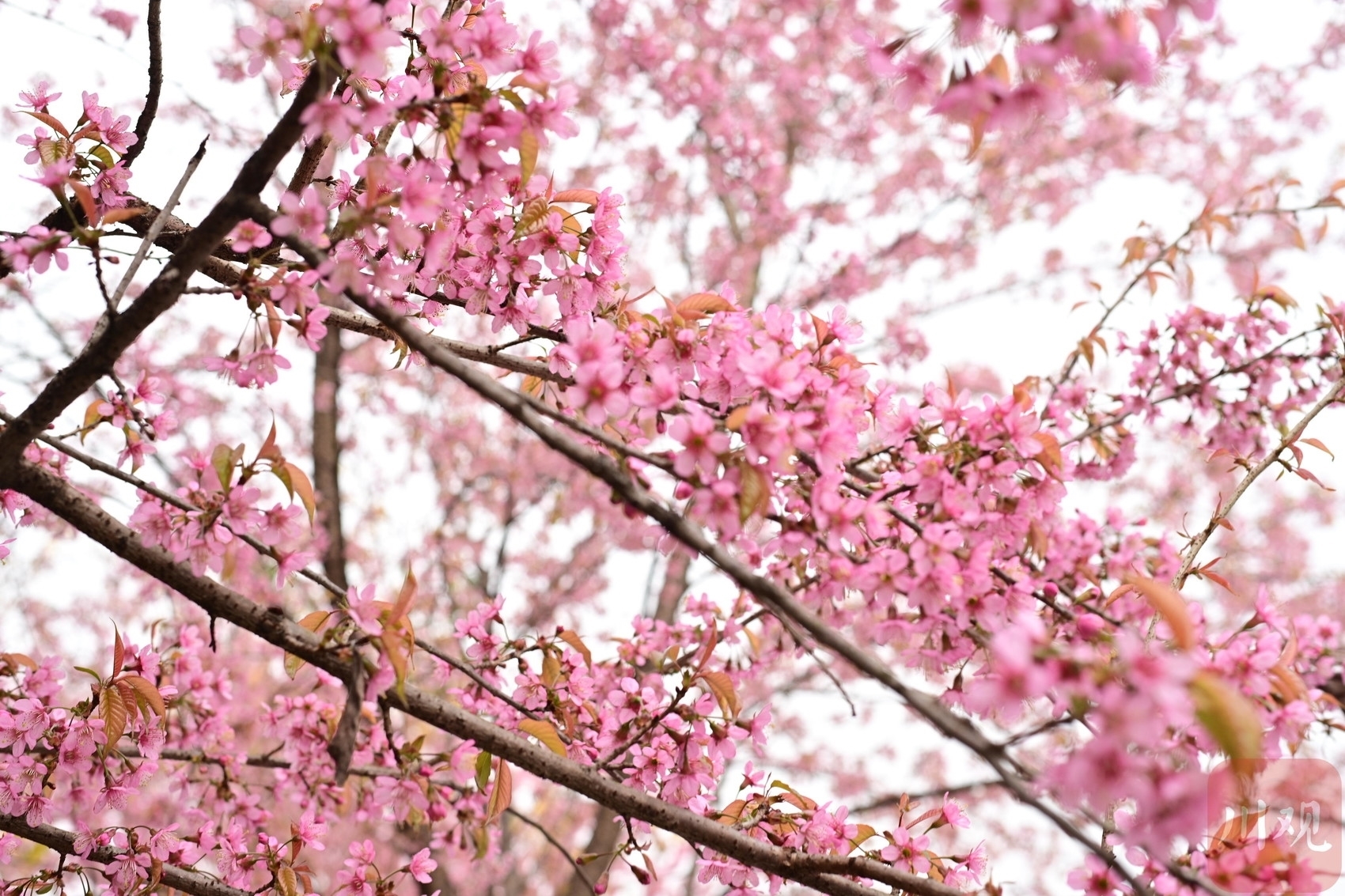 是春天的气息！青龙湖湿地公园樱花绽放